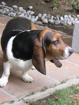 PERRO