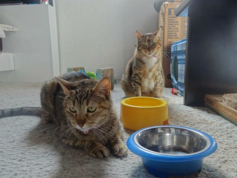 GATOS