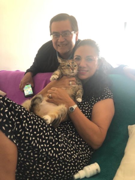 gato
