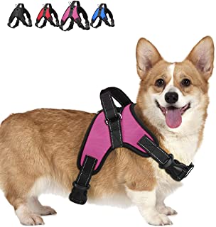 perrito