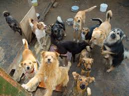 perros
