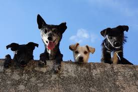 perros